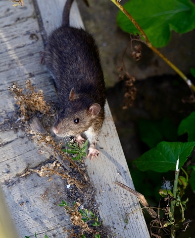 un rat noir au bord d'une zone humide