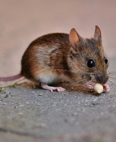 une souris domestique en normandie